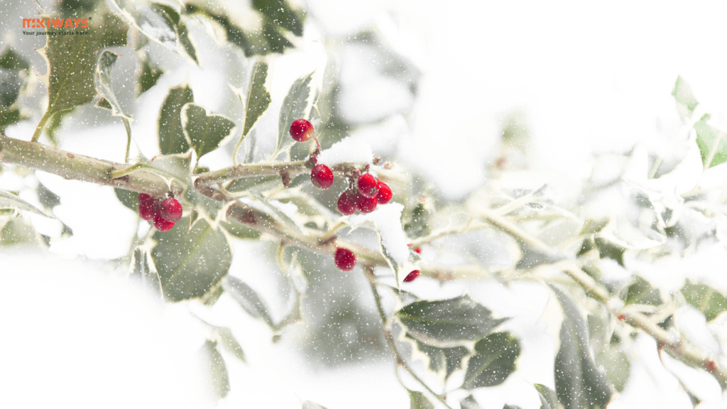 Cây Holly mang nhiều ý nghĩa