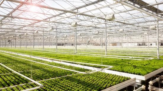 Industrial,Greenhouse,With,Rows,Of,Cultivation.